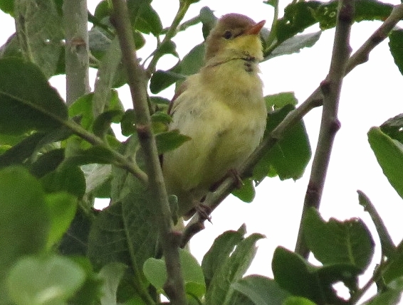 Melodious Warbler