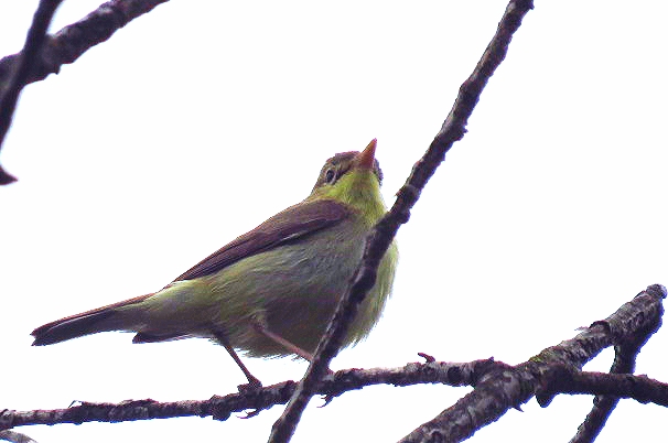 Melodious Warbler
