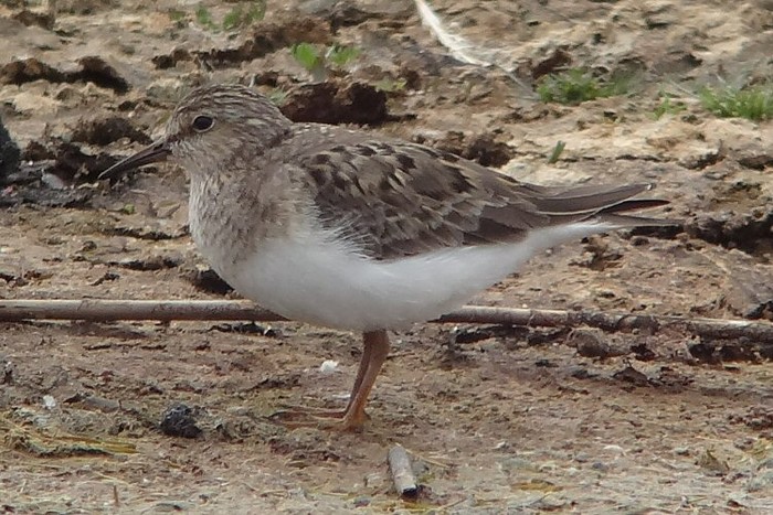 Temminck's Stint