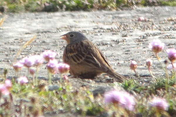 Cretzschmar's Bunting