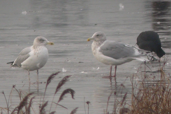 Glaucous-winged Gull