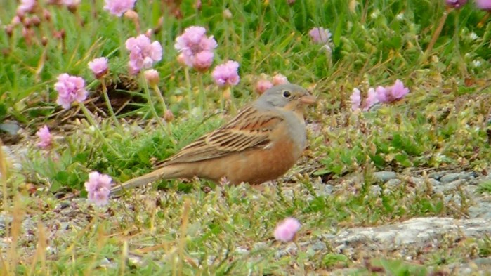 Cretzschmar's Bunting