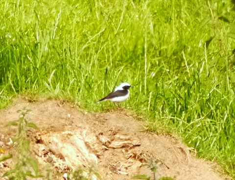 Black-eared Wheatear