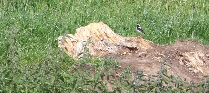 Eastern Black-eared Wheatear