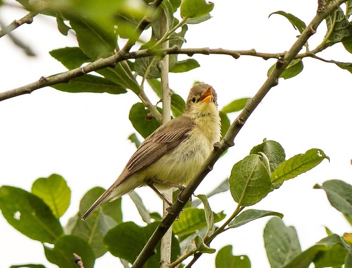 Melodious Warbler