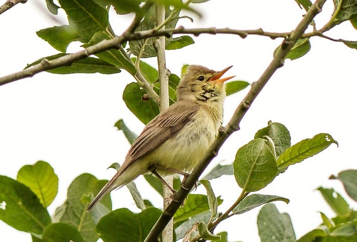 Melodious Warbler