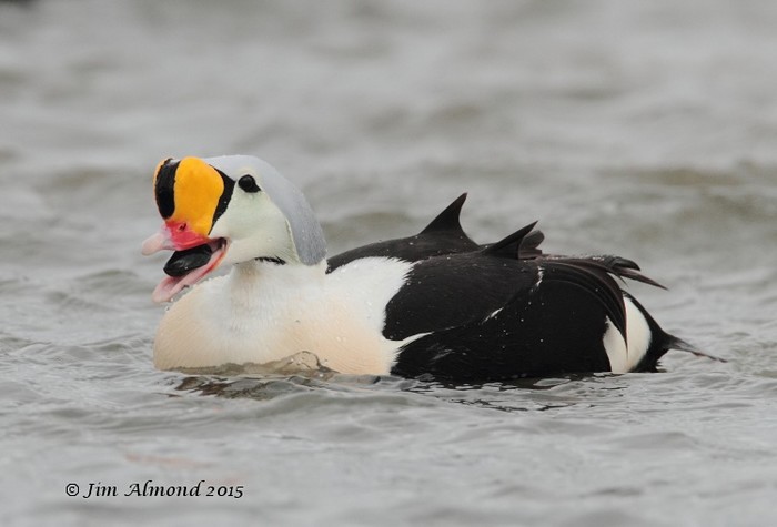 King Eider