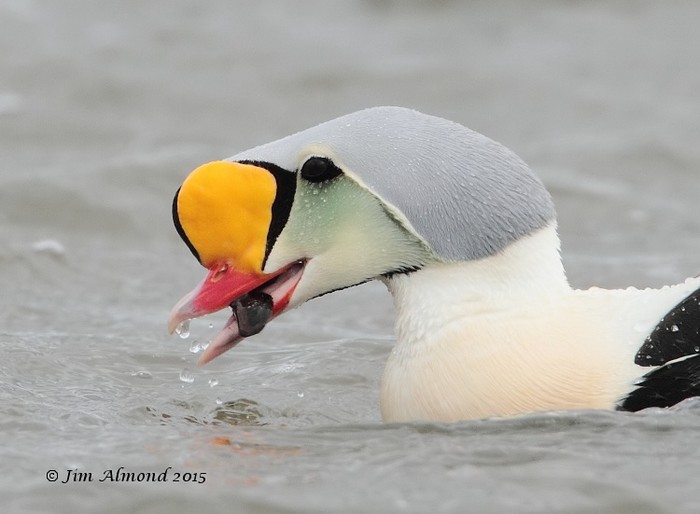 King Eider