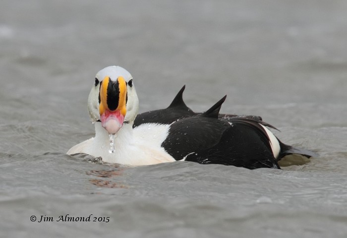 King Eider
