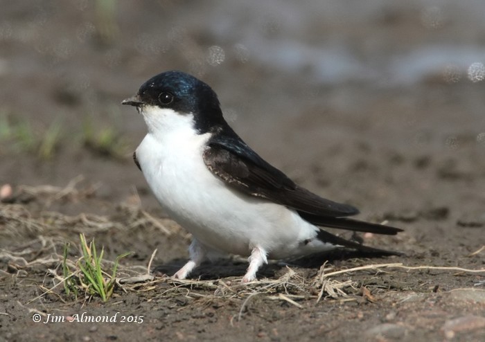 House Martin