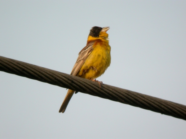 Black-headed Bunting