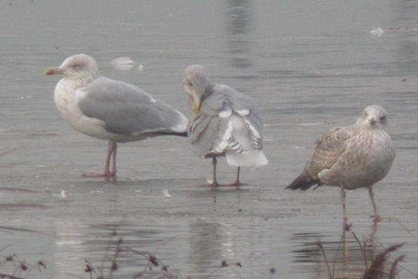 Glaucous-winged Gull