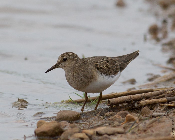 Temminck's Stint