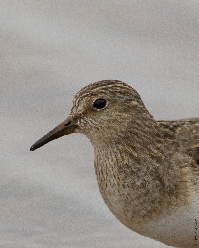 Temminck's Stint