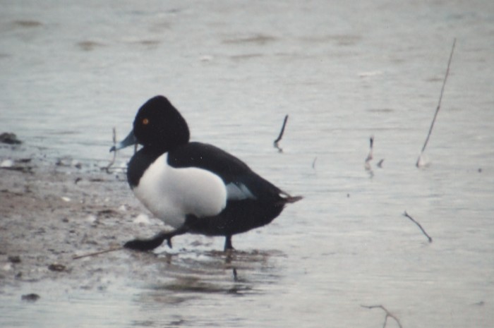 Ring-necked Duck