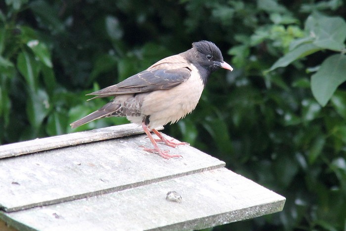 Rose-coloured Starling