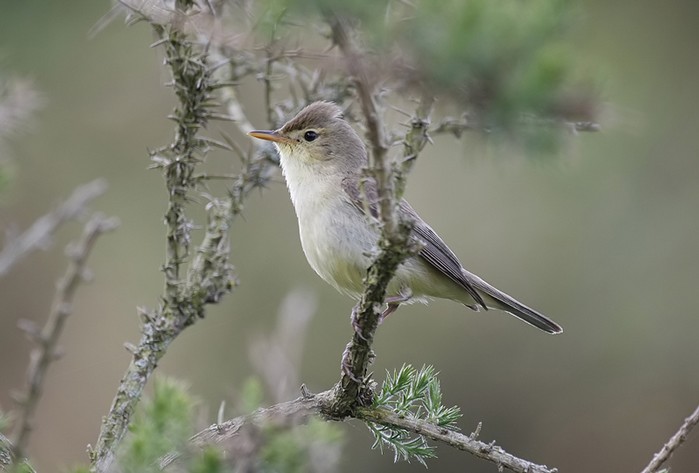 Melodious Warbler