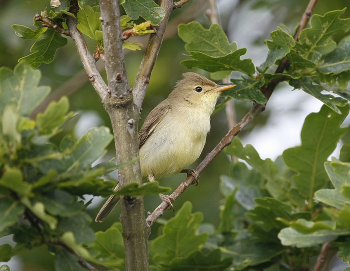 Melodious Warbler