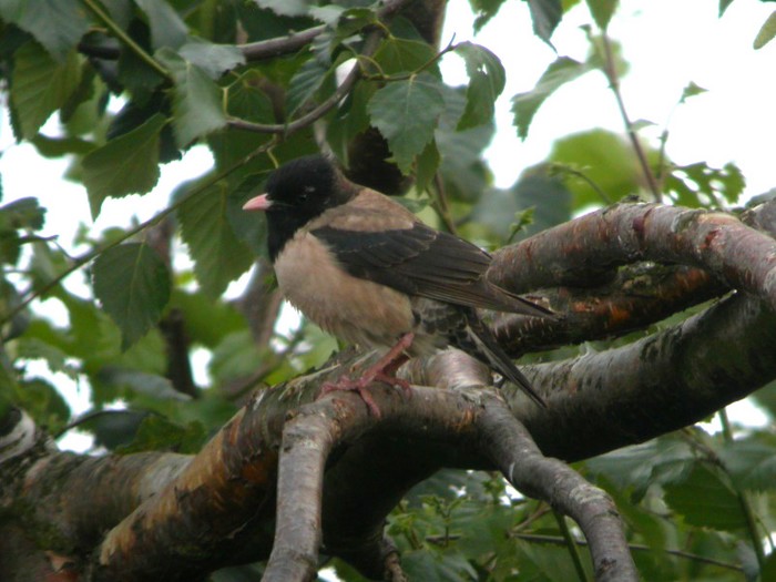 Rose-coloured Starling