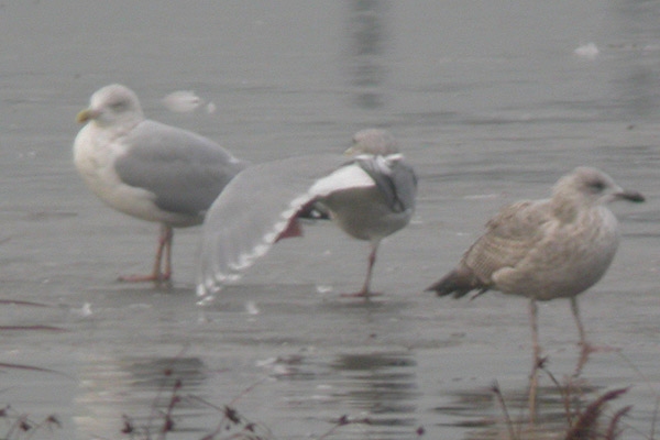Glaucous-winged Gull