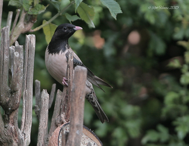 Rose-coloured Starling