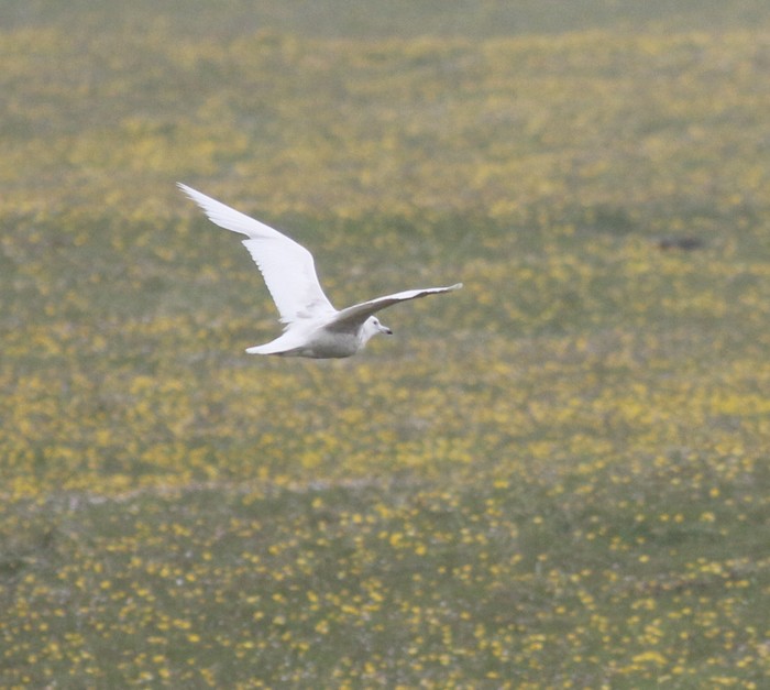 Iceland Gull