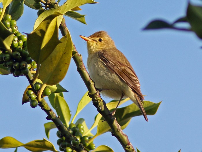 Melodious Warbler
