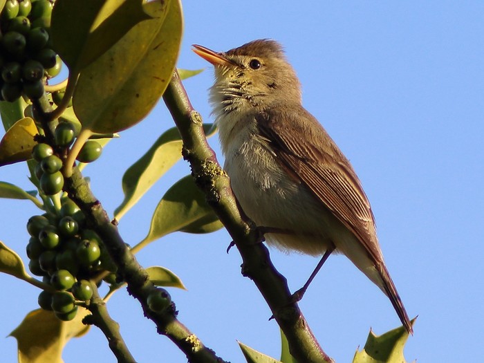 Melodious Warbler