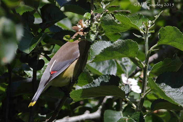 Cedar Waxwing