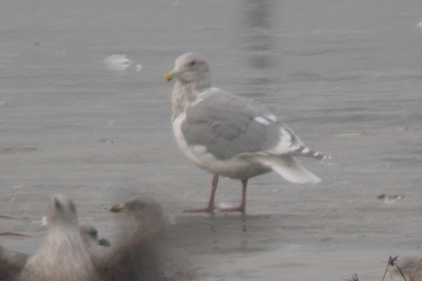 Glaucous-winged Gull