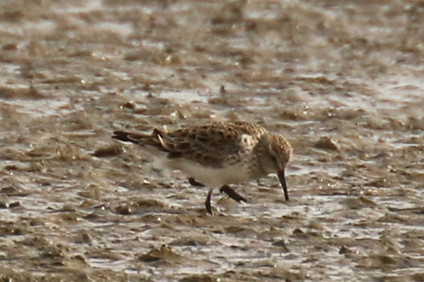 White-rumped Sandpiper