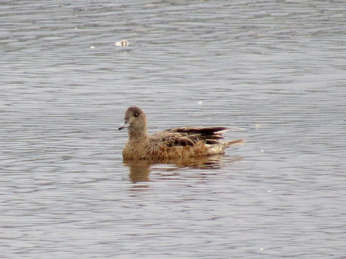 American Wigeon