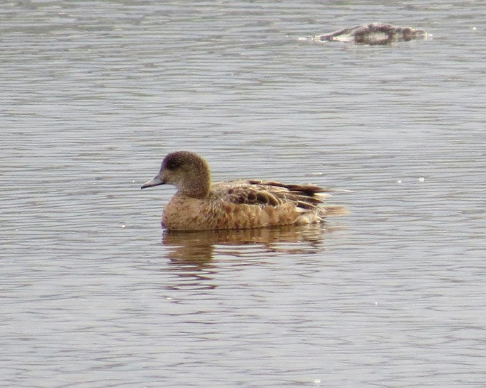 American Wigeon
