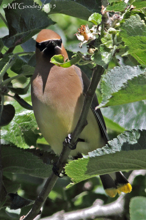 Cedar Waxwing