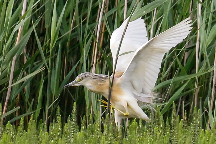 Squacco Heron