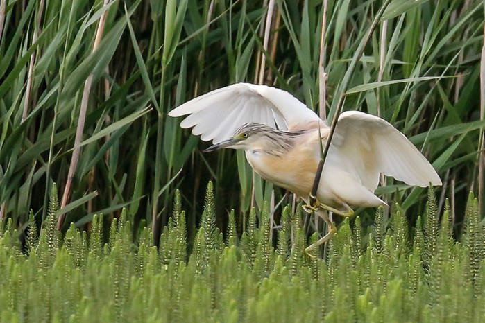 Squacco Heron