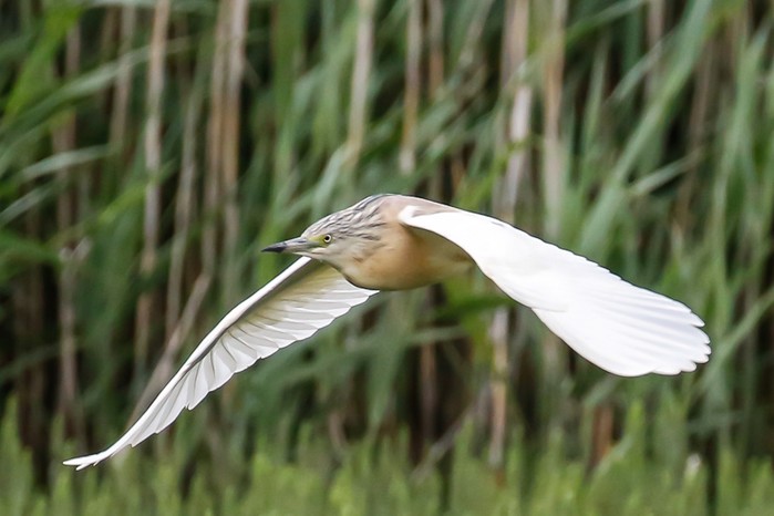 Squacco Heron