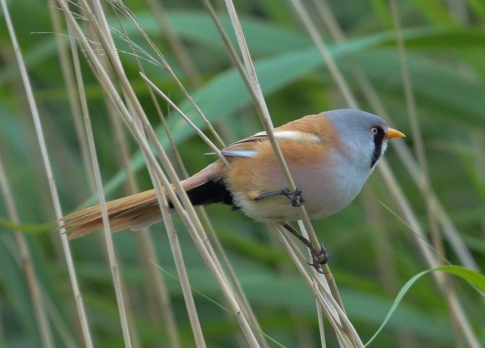 Bearded Tit