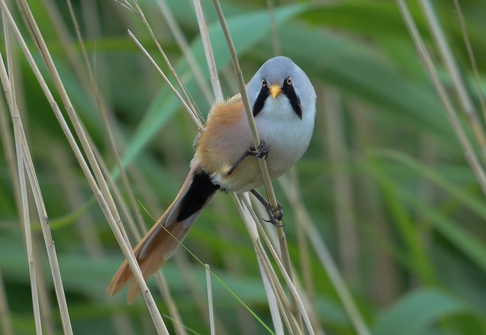 Bearded Tit
