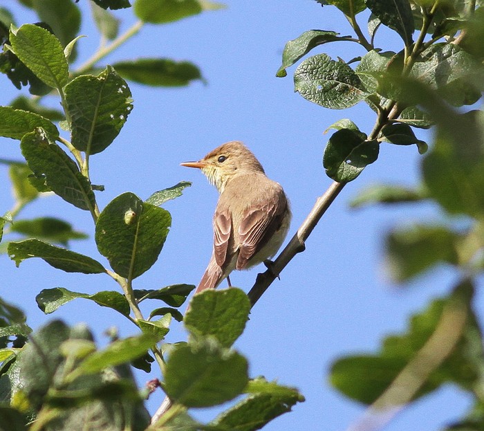 Melodious Warbler