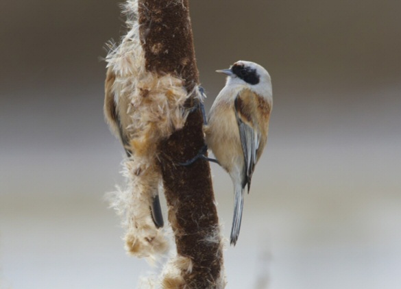 Penduline Tit