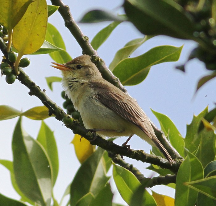 Melodious Warbler