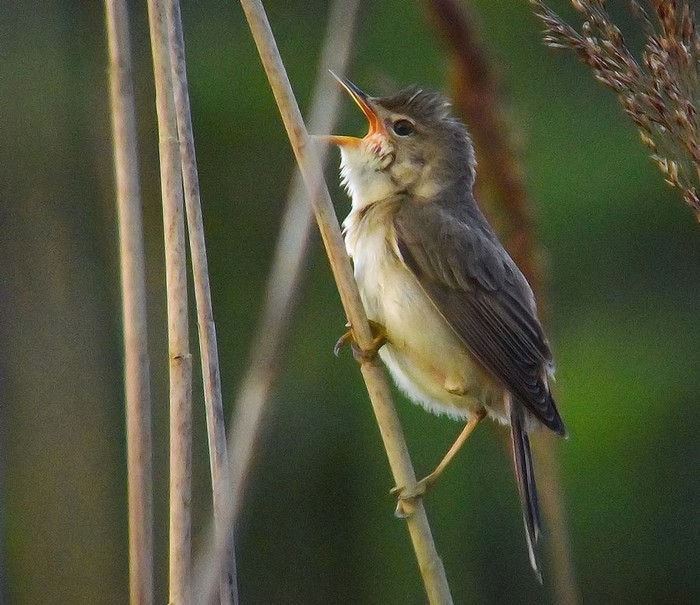 Marsh Warbler