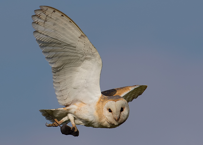 Barn Owl