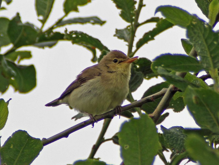 Melodious Warbler