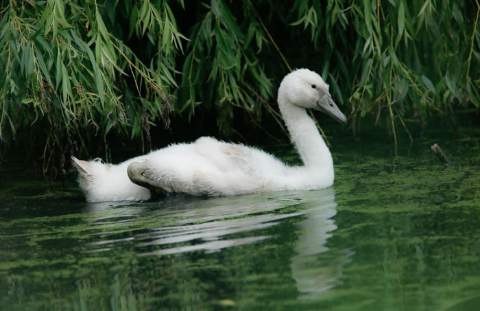 Mute Swan