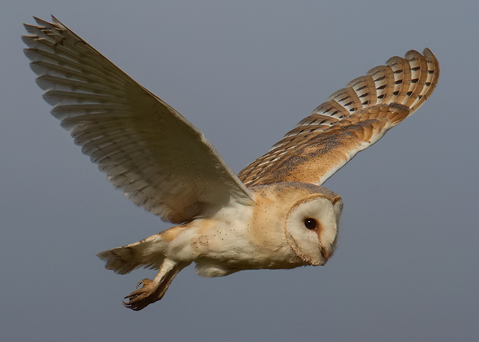 Barn Owl