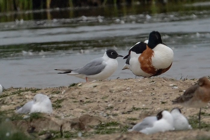 Bonaparte's Gull