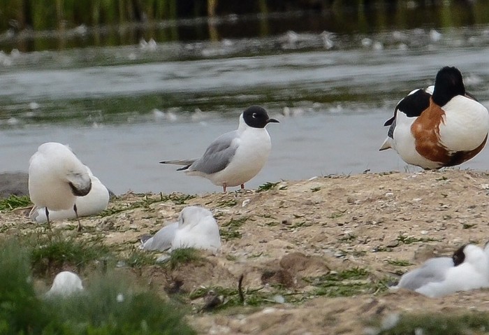 Bonaparte's Gull