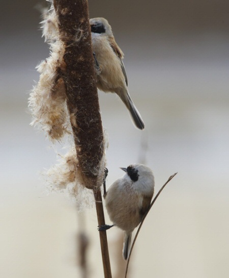 Penduline Tit